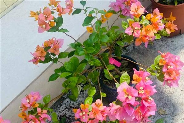 三角梅长蚜虫如何处理,剪除生虫部位并涂抹多菌灵