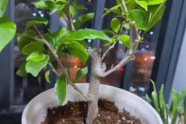 三角梅长蚜虫如何处理,剪除生虫部位并涂抹多菌灵