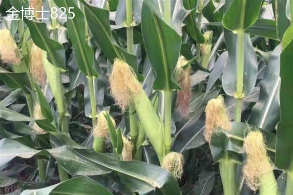 青贮玉米有什么品种,豫青贮23、京科青贮516等品种产量高