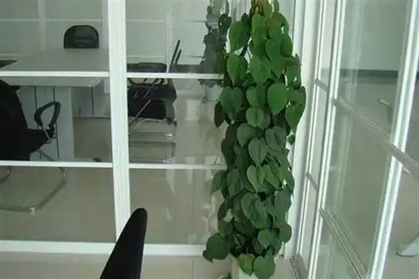 心叶藤的水培方法,使用比较健壮的茎干来水培