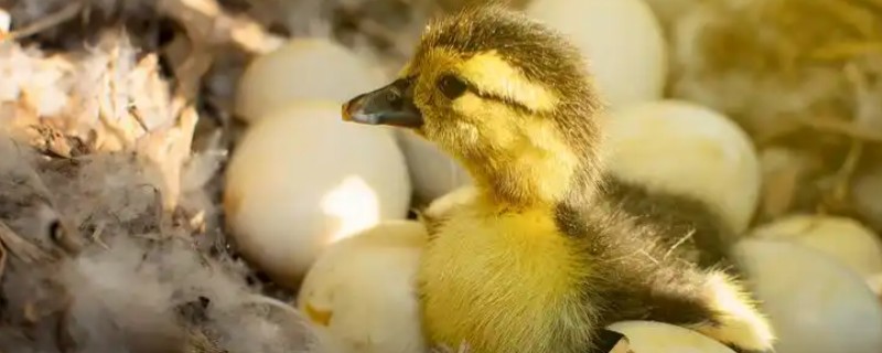 鸭子啄壳了还要喷水吗，还要喷水
