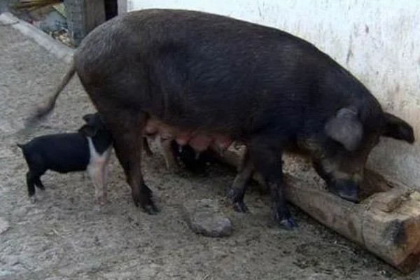 母猪怎么管理,每天要喂食三次