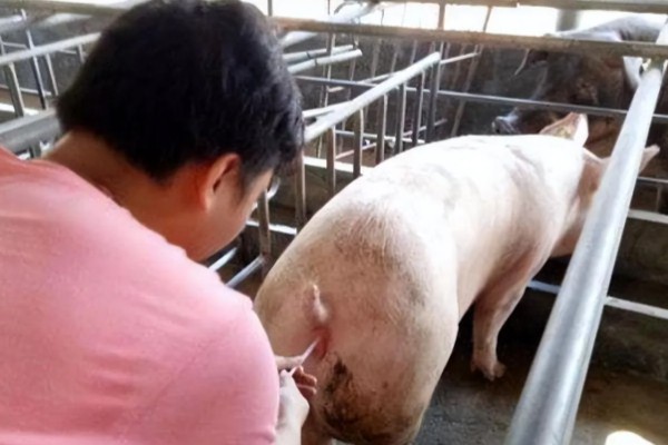 母猪怎么管理,每天要喂食三次