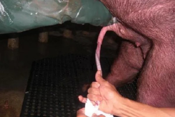 母猪怎么管理,每天要喂食三次