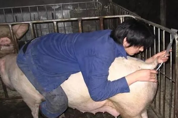 母猪怎么管理,每天要喂食三次