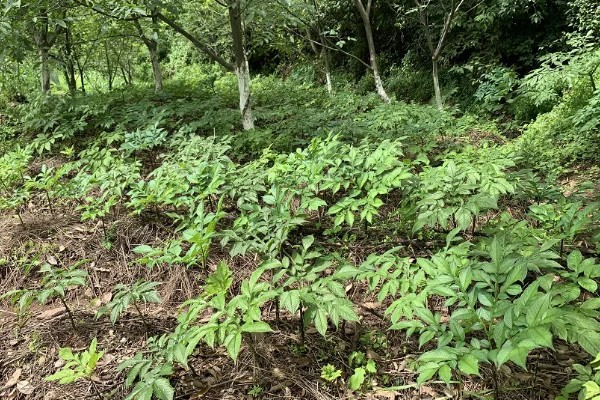 核桃套种魔芋优势，可增加收入