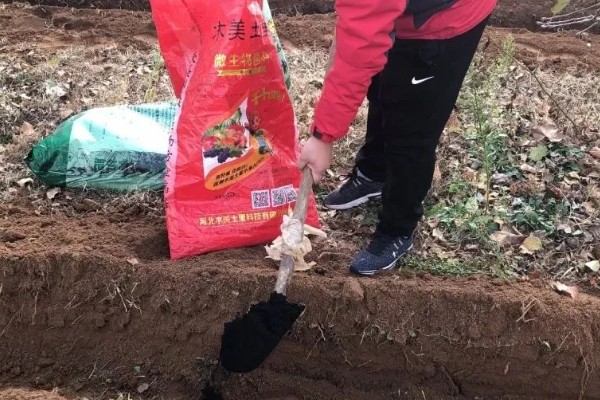 核桃套种魔芋优势，可增加收入