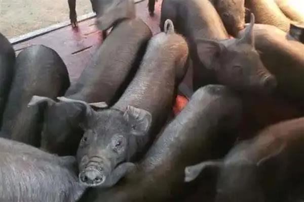 太湖母猪配杜洛克能产下什么品种,可以得到苏太猪
