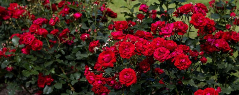 怎么养小玫瑰花，生长离不开充足的光照