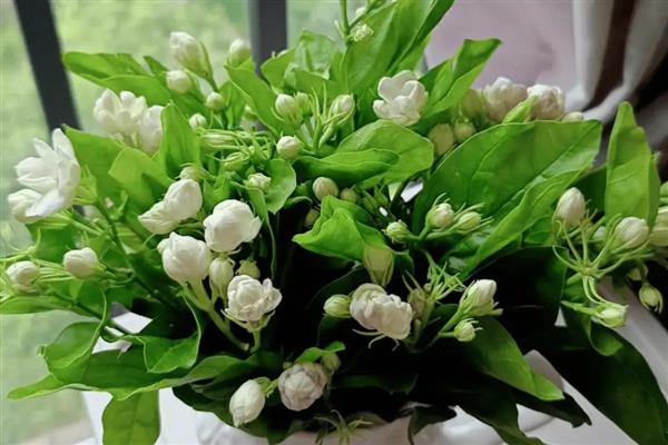 茉莉花茶属于哪种茶，属于花茶
