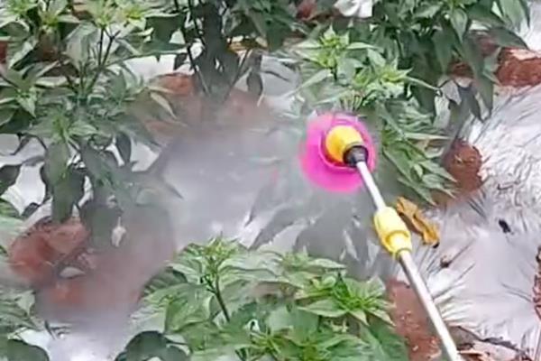 辣椒如何防治猝倒病,可喷洒恶霉灵