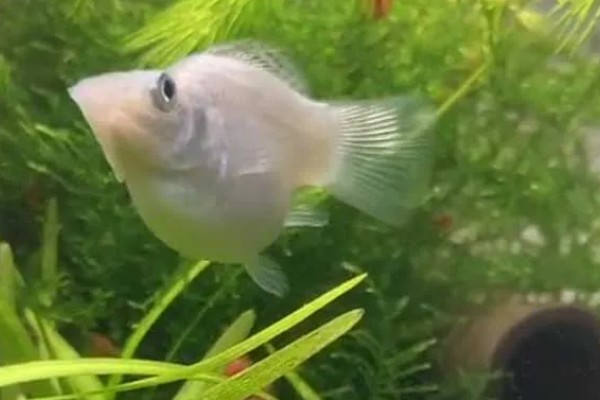 玛丽鱼生产后怎么办,水温要保持在25℃
