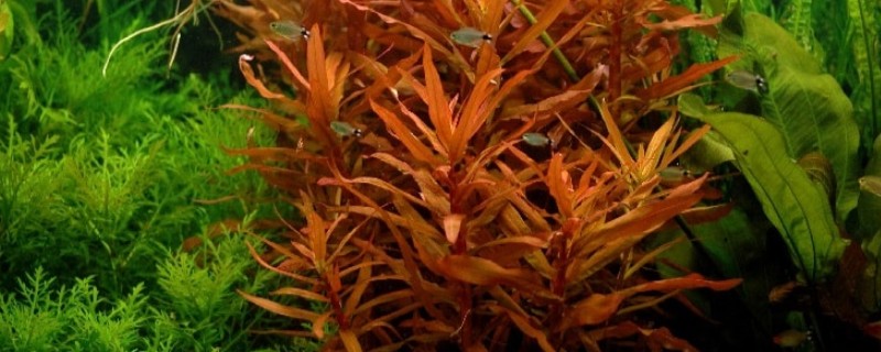 蝴蝶草水草好养吗，养殖有一定难度