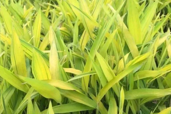 作物缺镁症状,叶脉由淡变黄再变褐