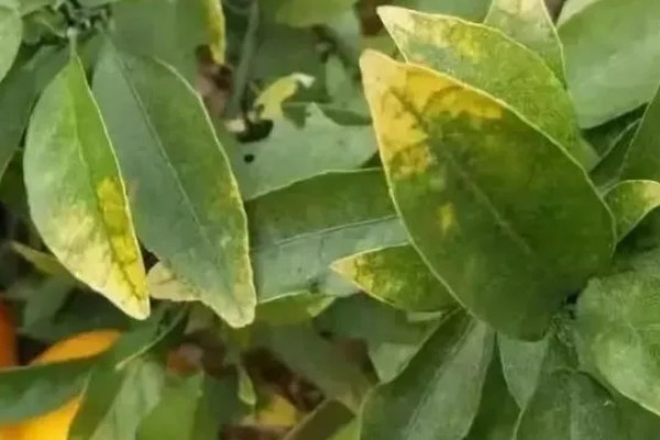作物缺镁症状,叶脉由淡变黄再变褐