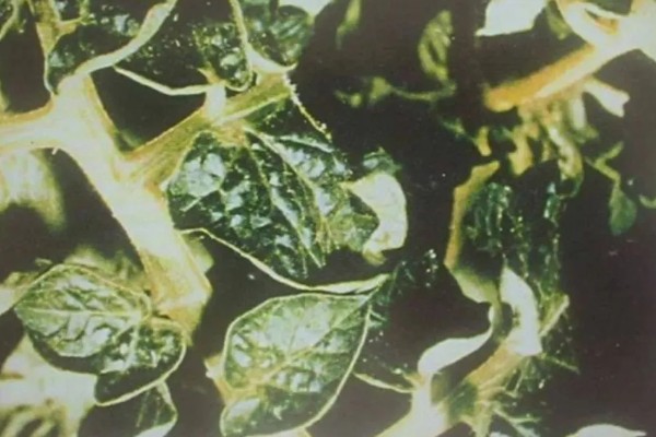 作物缺镁症状,叶脉由淡变黄再变褐
