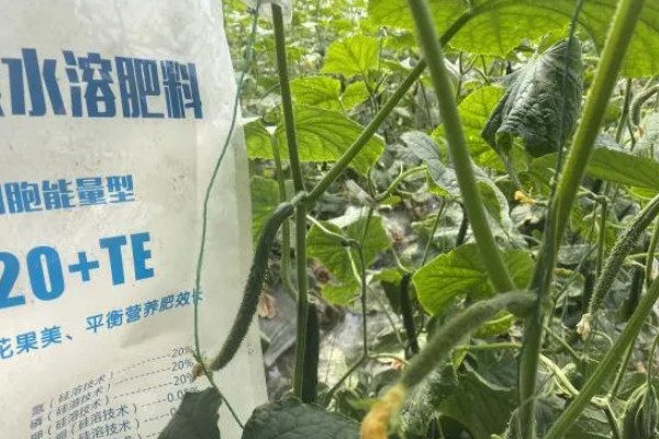 黄瓜产量低怎么处理,需要及时追肥