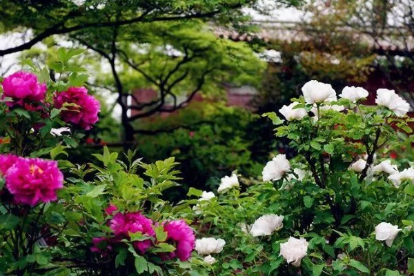 中国的国花是什么,中国还没有国花之选