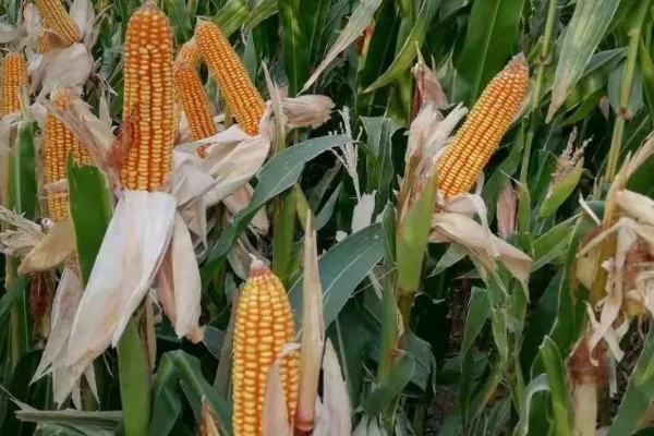 九圣禾2468玉米的产量,平均亩产量约为689.2kg