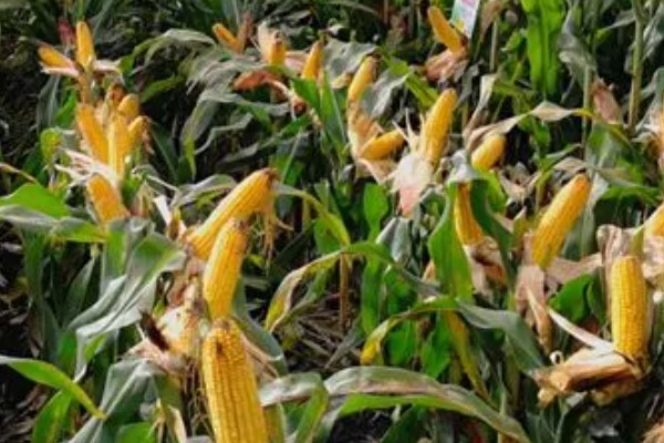 九圣禾2468玉米的产量,平均亩产量约为689.2kg