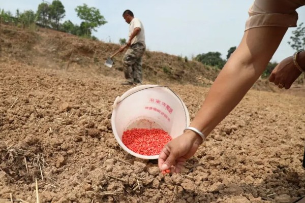 九圣禾2468玉米的产量,平均亩产量约为689.2kg