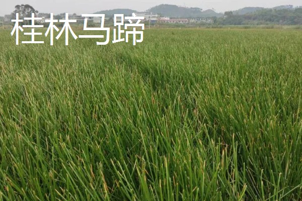 荸荠的产地,原产于印度