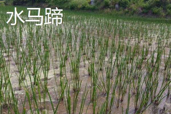 荸荠的产地,原产于印度