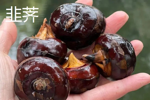 荸荠的产地,原产于印度