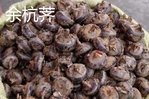 荸荠的产地,原产于印度