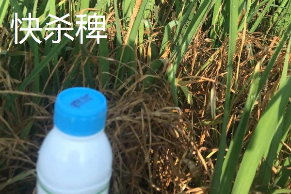 除草剂对后茬作物有什么影响,不同种类的影响不同
