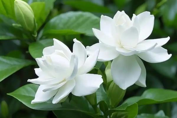 为什么栀子花一直掉叶子,可能是水分不足所致