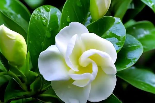 为什么栀子花一直掉叶子,可能是水分不足所致