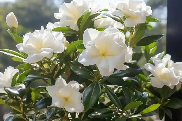 为什么栀子花一直掉叶子,可能是水分不足所致