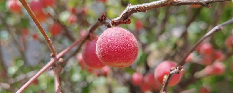 榆叶梅果实的用途，可供观赏也可药用