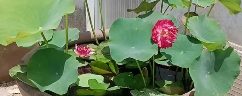 荷花能养在鱼缸里吗，可以养在鱼缸里