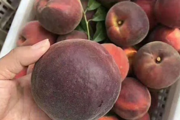 黑桃皇后的简介,成熟时呈深紫红色