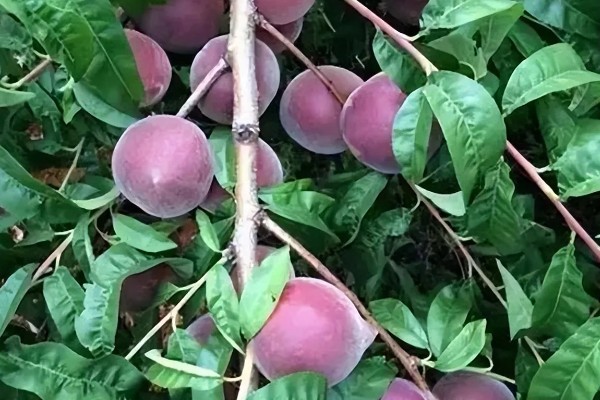 黑桃皇后的简介,成熟时呈深紫红色