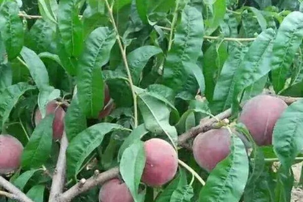 黑桃皇后的简介,成熟时呈深紫红色