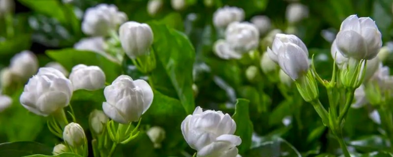 茉莉花会招虫子吗，会招虫子