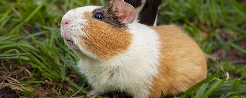 荷兰猪突然死亡的原因，可能是受惊、患病、误食某些食物所致
