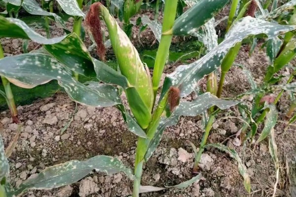 郁青358玉米种介绍,出苗至成熟102天左右