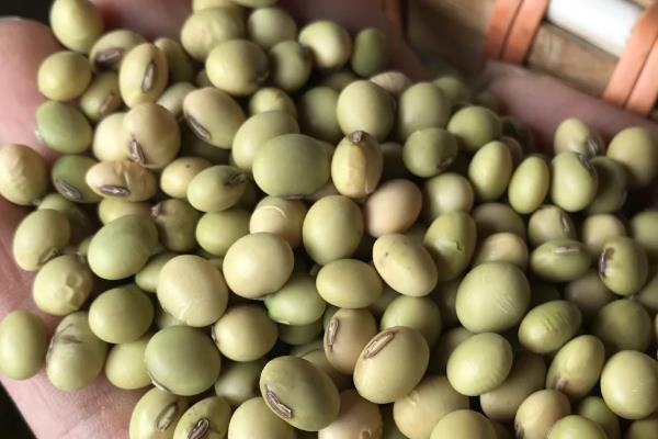 怎样选择大豆品种,选择正式审定的品种