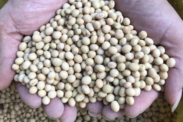 怎样选择大豆品种,选择正式审定的品种