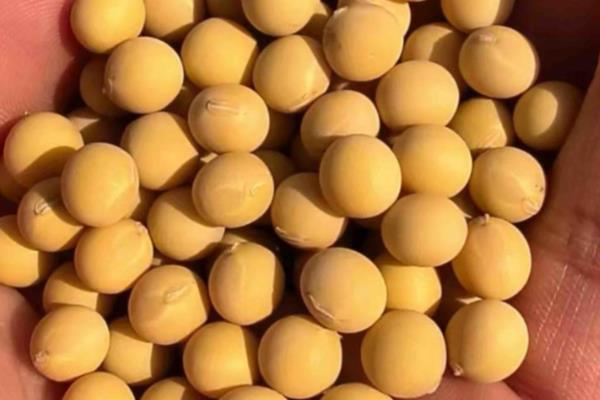 怎样选择大豆品种,选择正式审定的品种