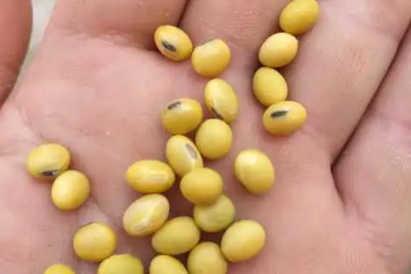 怎样选择大豆品种,选择正式审定的品种