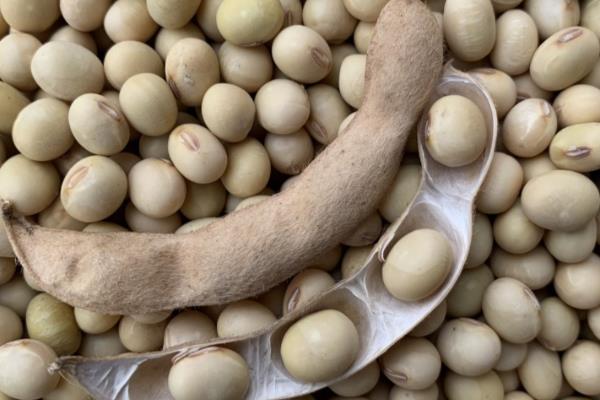怎样选择大豆品种,选择正式审定的品种