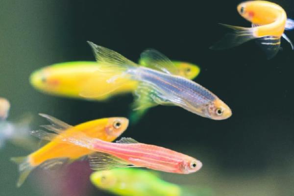 斑马鱼冬天不用加热棒行吗,温度低于10度时需要加热棒