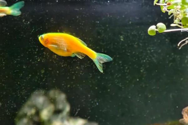 斑马鱼冬天不用加热棒行吗,温度低于10度时需要加热棒
