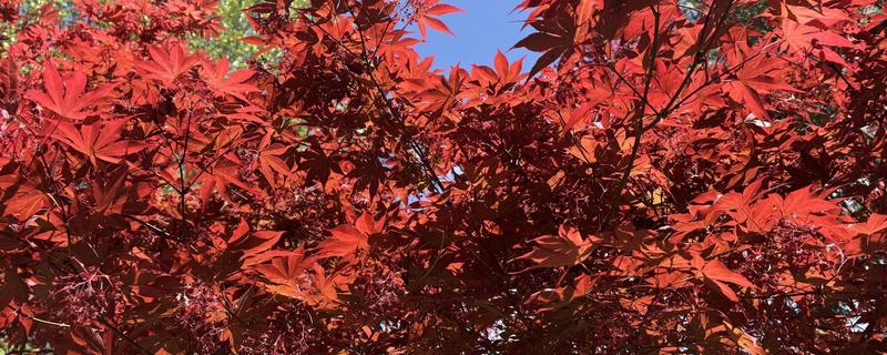 红枫的开放时间，花期为4-5月份
