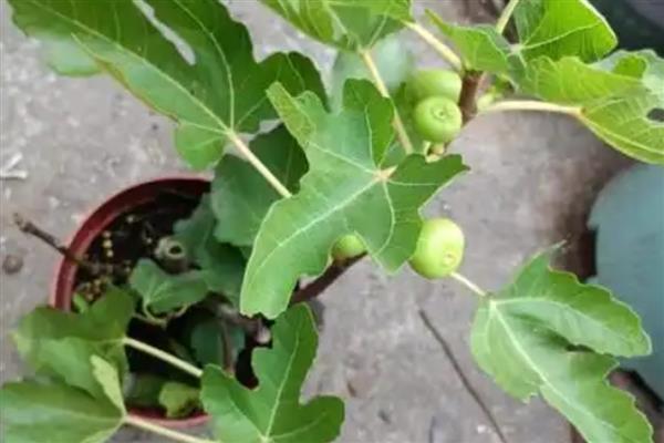 无花果怎么养殖,放在阳台上有助于它健康生长